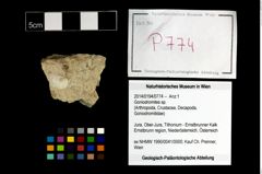 Foto (Objekt + Etikett) von Goniodromites sp.  (NHMW-GEO-2014-0194-0774)
